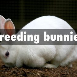 Breeding bunnies lab answer key