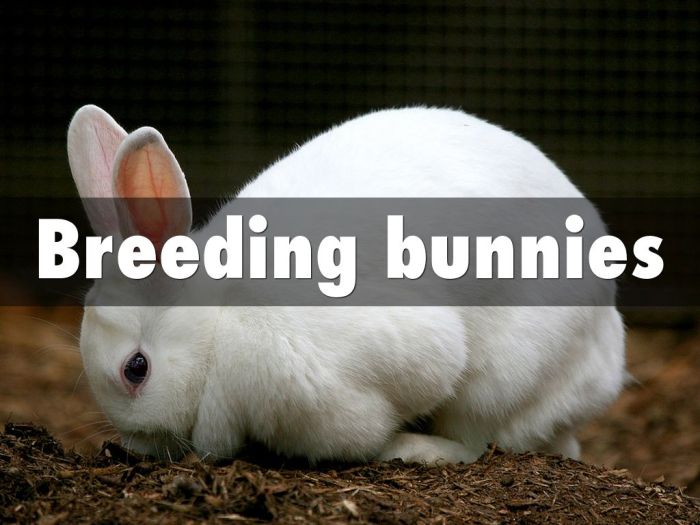 Breeding bunnies lab answer key