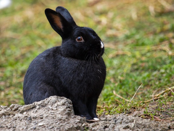 Lab breeding bunnies