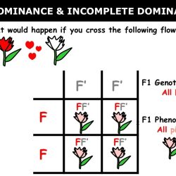 Practice codominance and incomplete dominance answer key