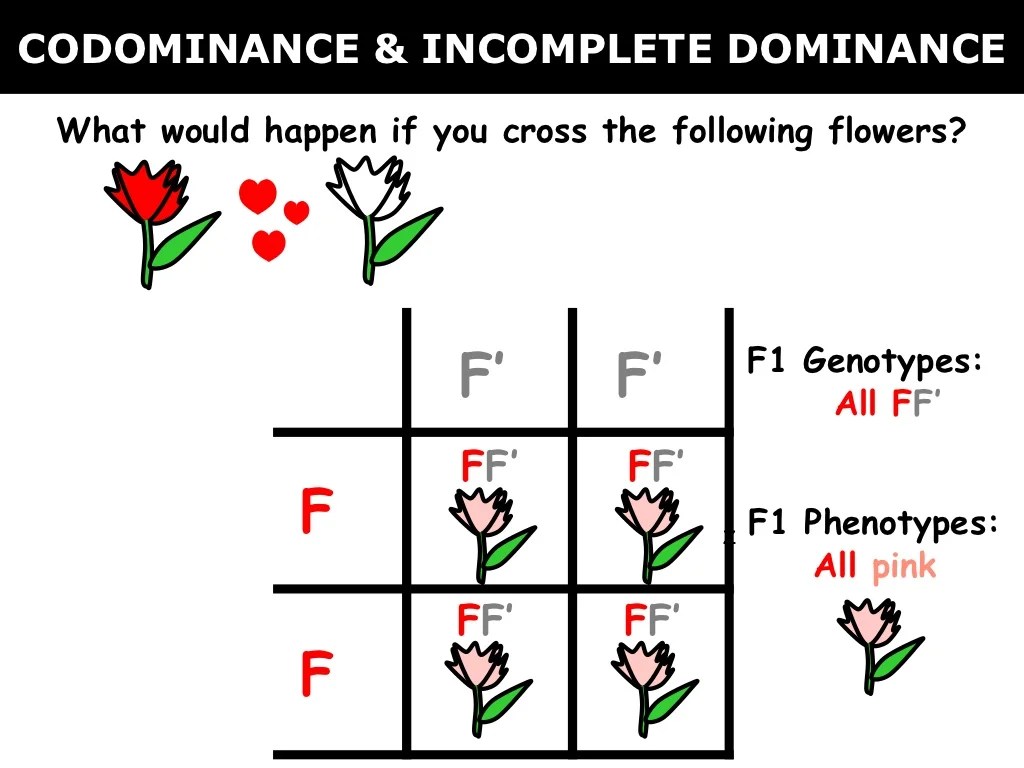 Practice codominance and incomplete dominance answer key