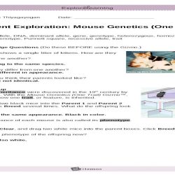 Student exploration mouse genetics two traits