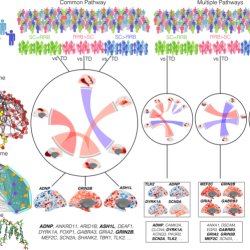 What makes single common pathway explanations of autism attractive