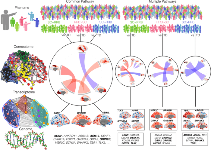 What makes single common pathway explanations of autism attractive